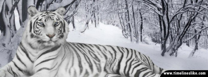 Leopard na snijegu